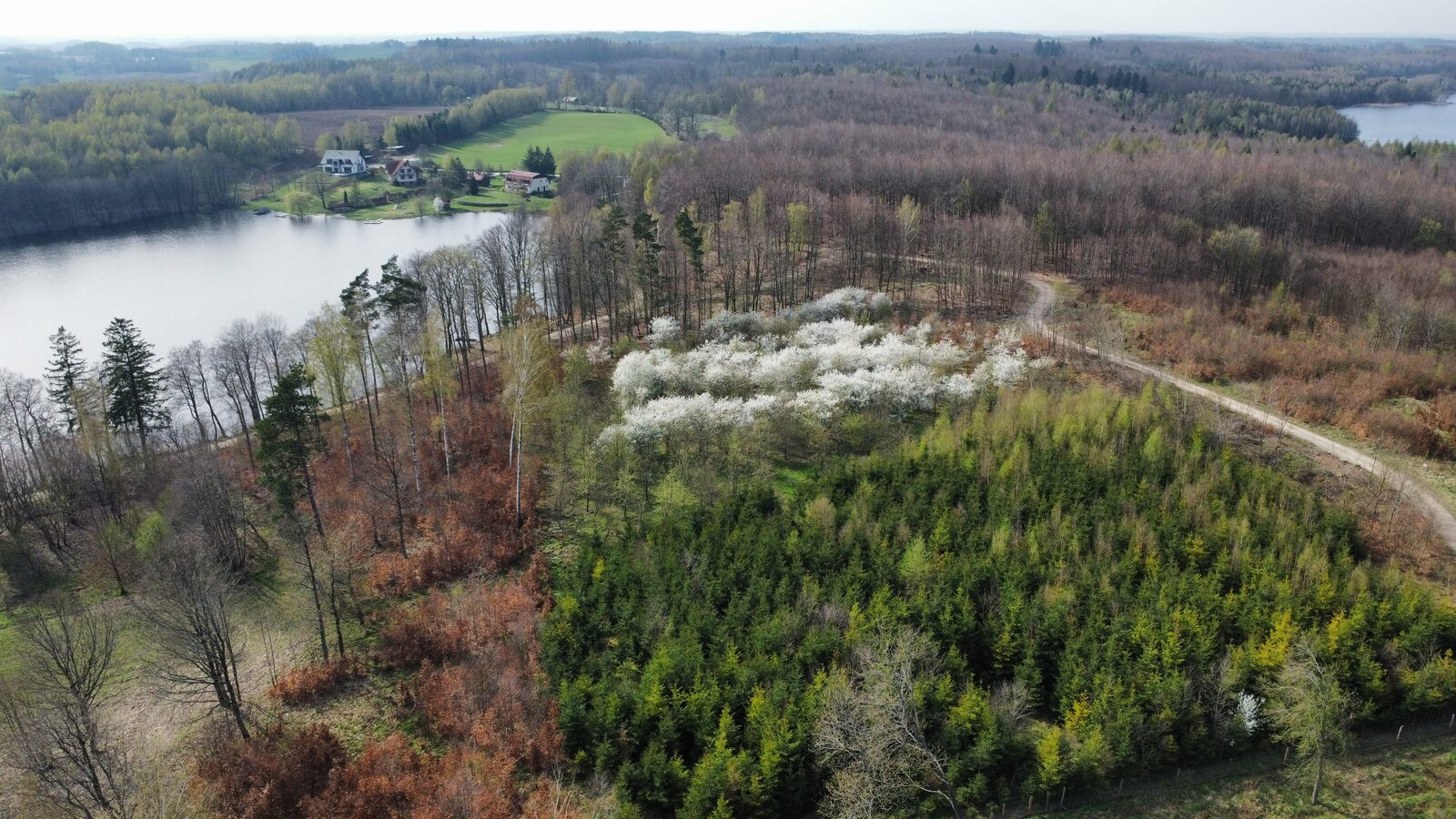 Lasy Pojezierza Bytowskiego koło Rzepnicy - teren biegów na orientację Zielony Punkt Kontrolny
