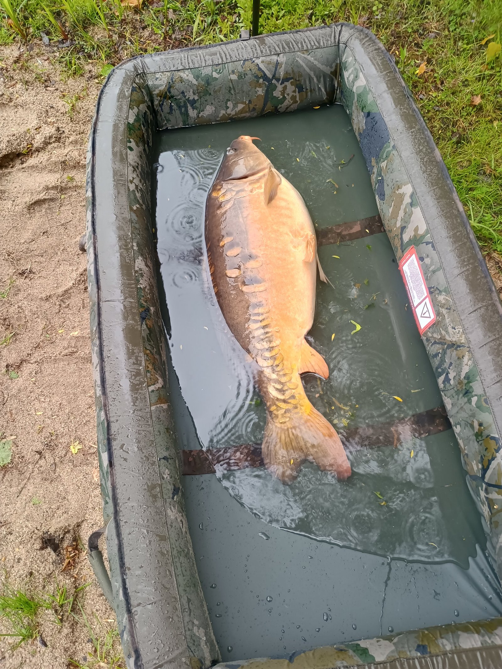 Karp z jeziora Opławiec w macie karpiowej